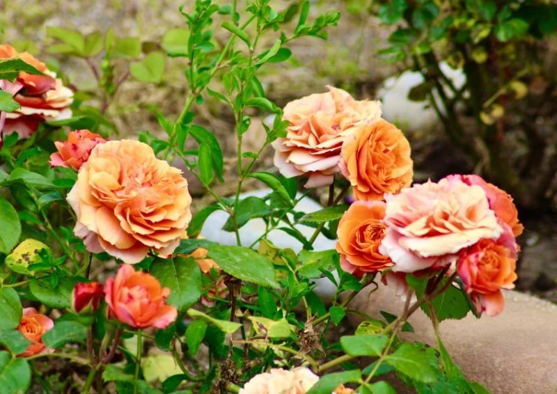 Róże kwitnące we wrześniu nie powinny być przycinane, a jedynie uszczykiwane.