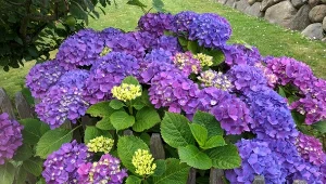 Krzewy, które warto rozmnożyć we wrześniu. Wiosną będziesz mieć piękną kolekcję za darmo