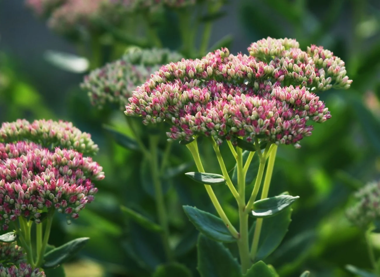 Grube, mięsiste liście rozchodników magazynują wodę i składniki odżywcze dla rośliny
