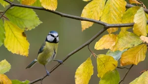 Jak dokarmiać ptaki jesienią?