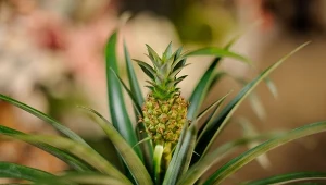 Jak wyhodować ananasa w domu? Wbrew pozorom nie jest to trudne.