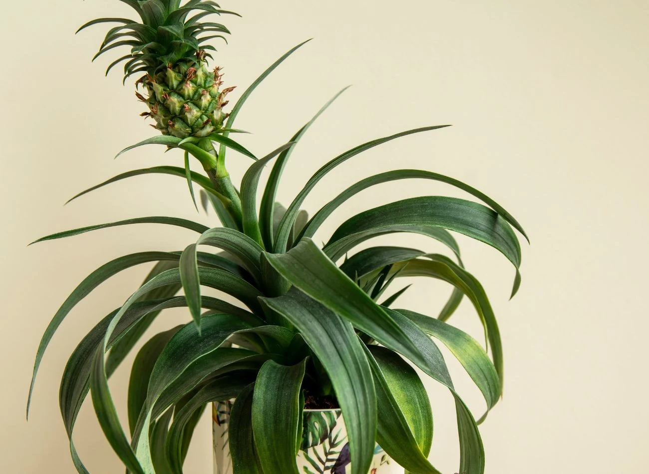 Ananas jest wykorzystywany jako egzotyczna roślina doniczkowa.