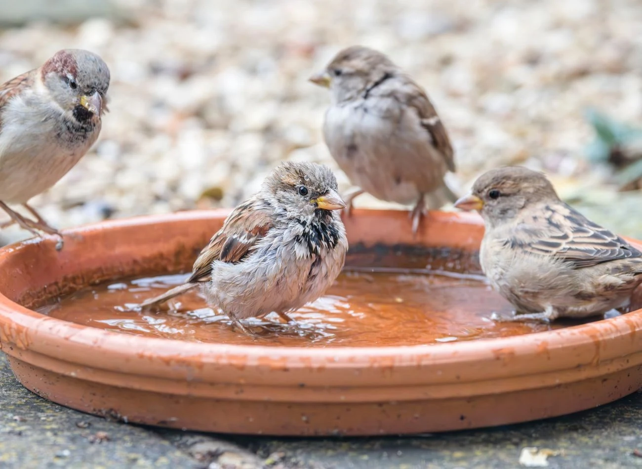 Ptakom warto dostarczać świeżą wodę w ogrodzie przez cały rok