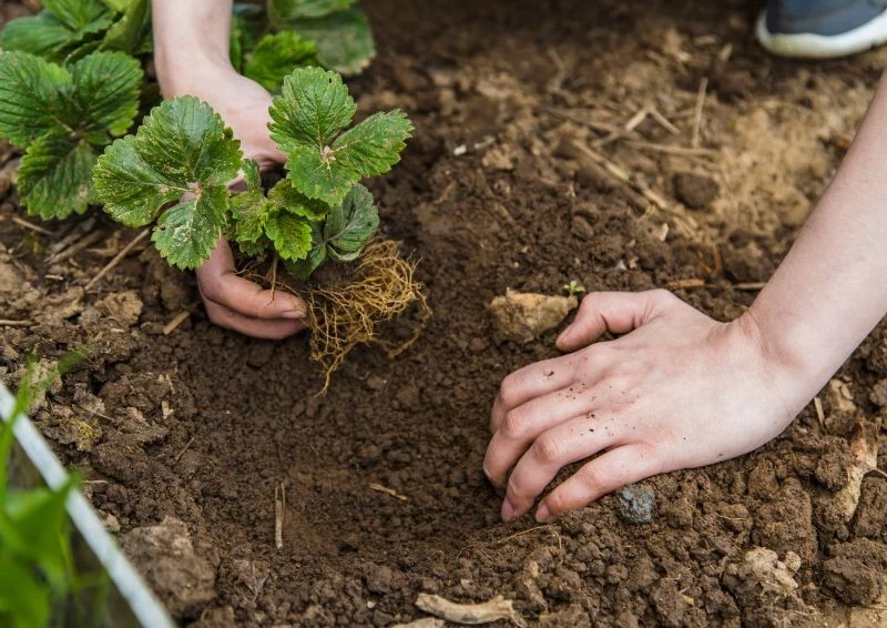 Do jesiennego sadzenia wybierz odpowiednie odmiany truskawek, by przetrwały mrozy.