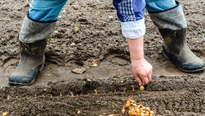 Jak sadzić cebulę dymkę jesienią? Oto patent doświadczonych ogrodników.