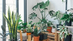 W badaniach naukowych potwierdzono skuteczność roślin doniczkowych do wyłapywania i neutralizacji niektórych lotnych związków organicznych.