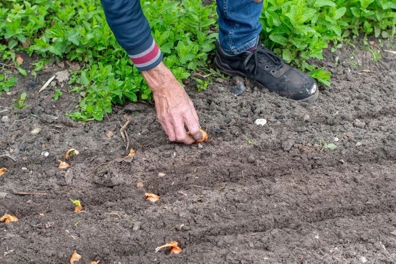 Dlaczego warto sadzić cebulę dymkę jesienią