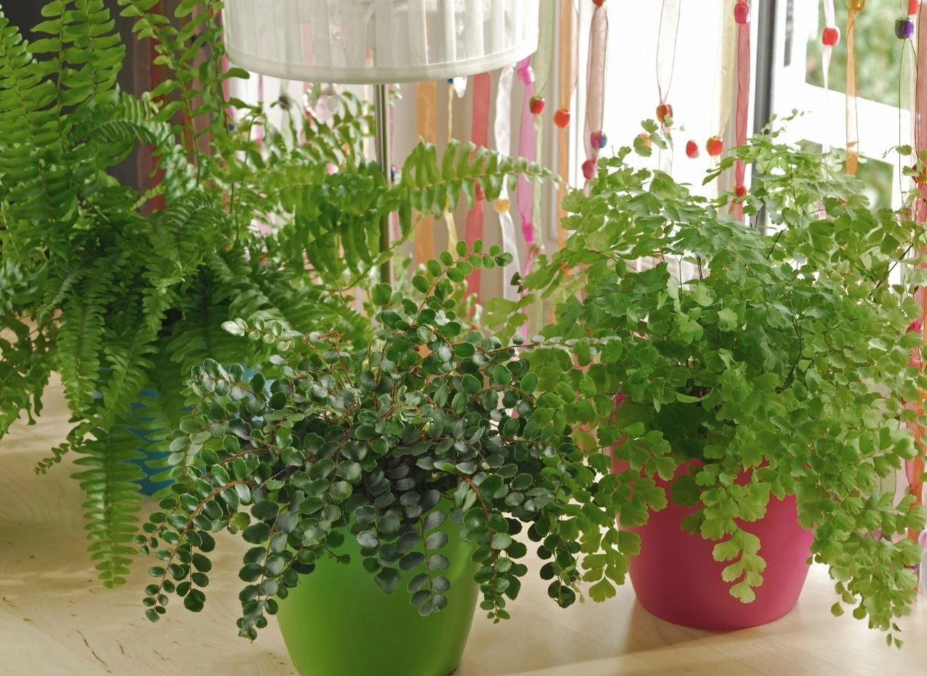 Paproć bostońska to roślina, która doskonale oczyszcza powietrze.