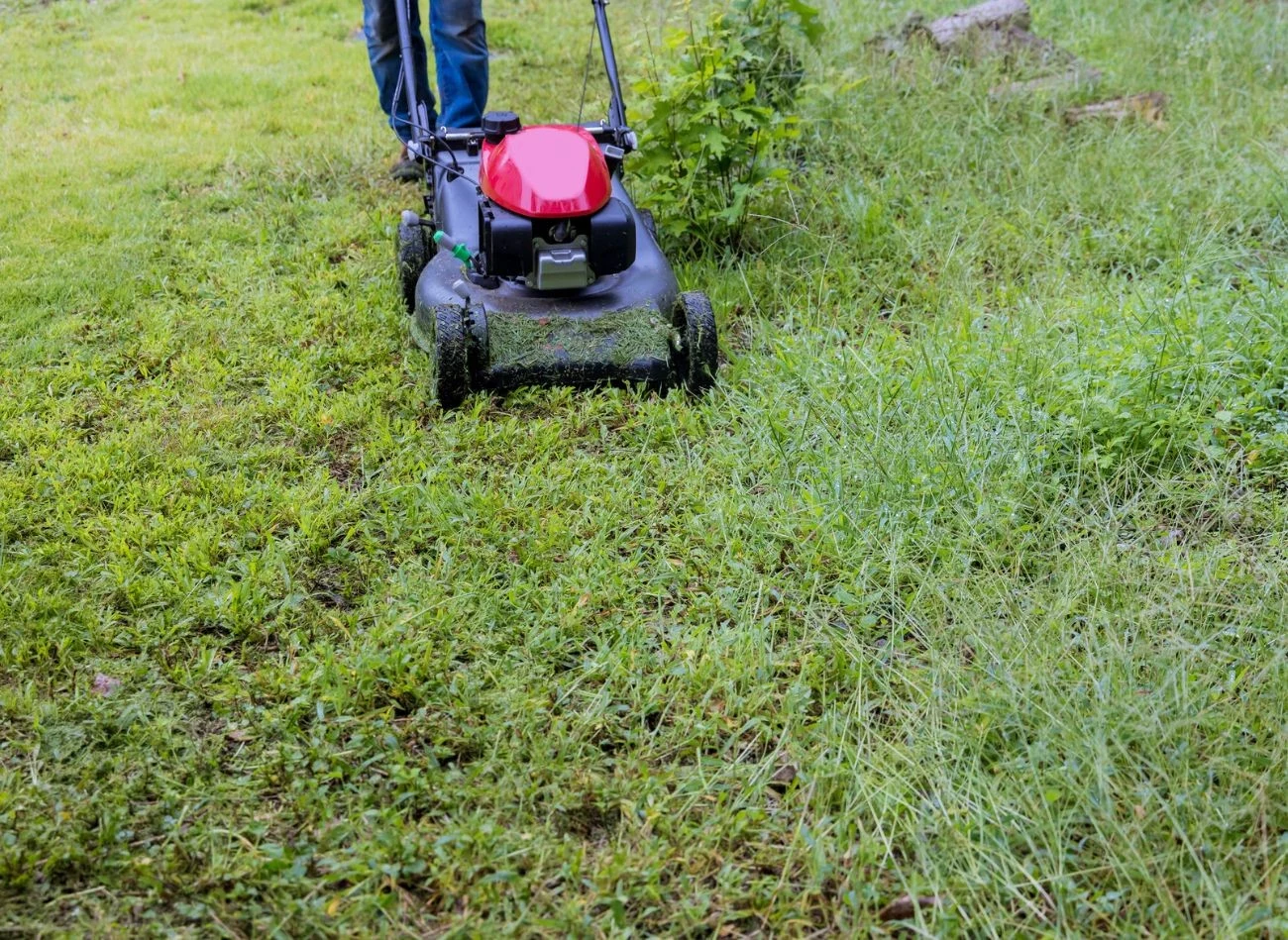 Jak kosić trawę jesienią? Najlepsze podejście to podniesienie wysokości ostrzy w porównaniu z latem.