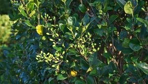 Ligustr japoński to zimozielony krzew dorastający nawet do 2,5 m wysokości, charakteryzujący się zwartym pokrojem.