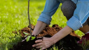 Zanim posadzisz drzewko owocowe w sadzie, upewnij się, że gleba spełnia jego wymagania.