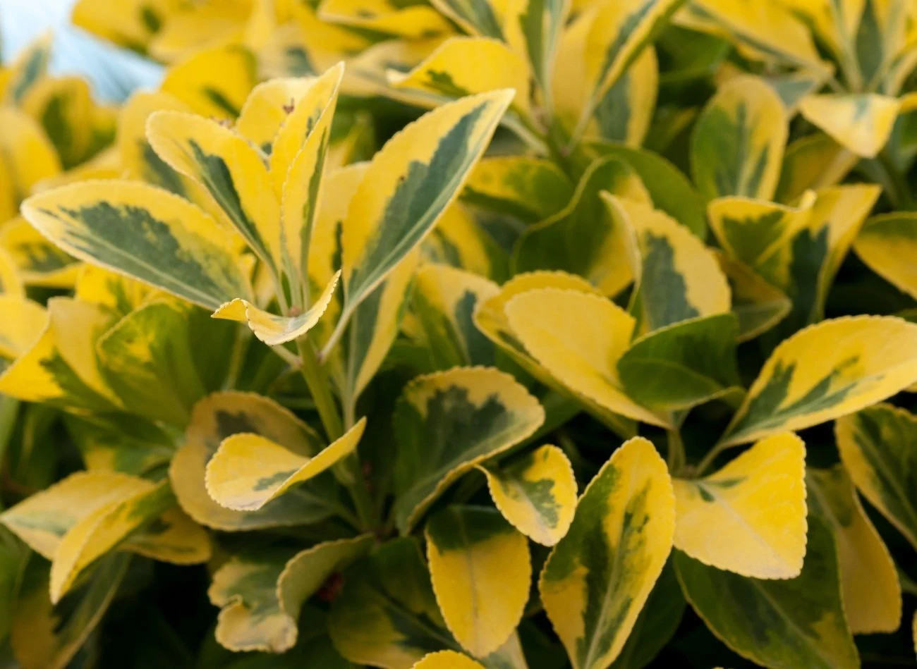 Ligustr owalnolistny charakteryzuje się większymi, błyszczącymi liśćmi oraz bardziej zwartym pokrojem.