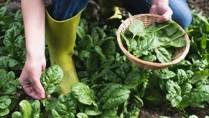 Kiedy siać szpinak na jesienny zbiór?