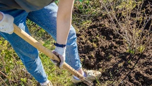 Ściółkowanie odwrotne. Oszczędza nawet kilkaset litrów wody i odżywia glebę