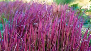 Najpiękniejsze gatunki traw ozdobnych. Zdobią ogród nawet zimą