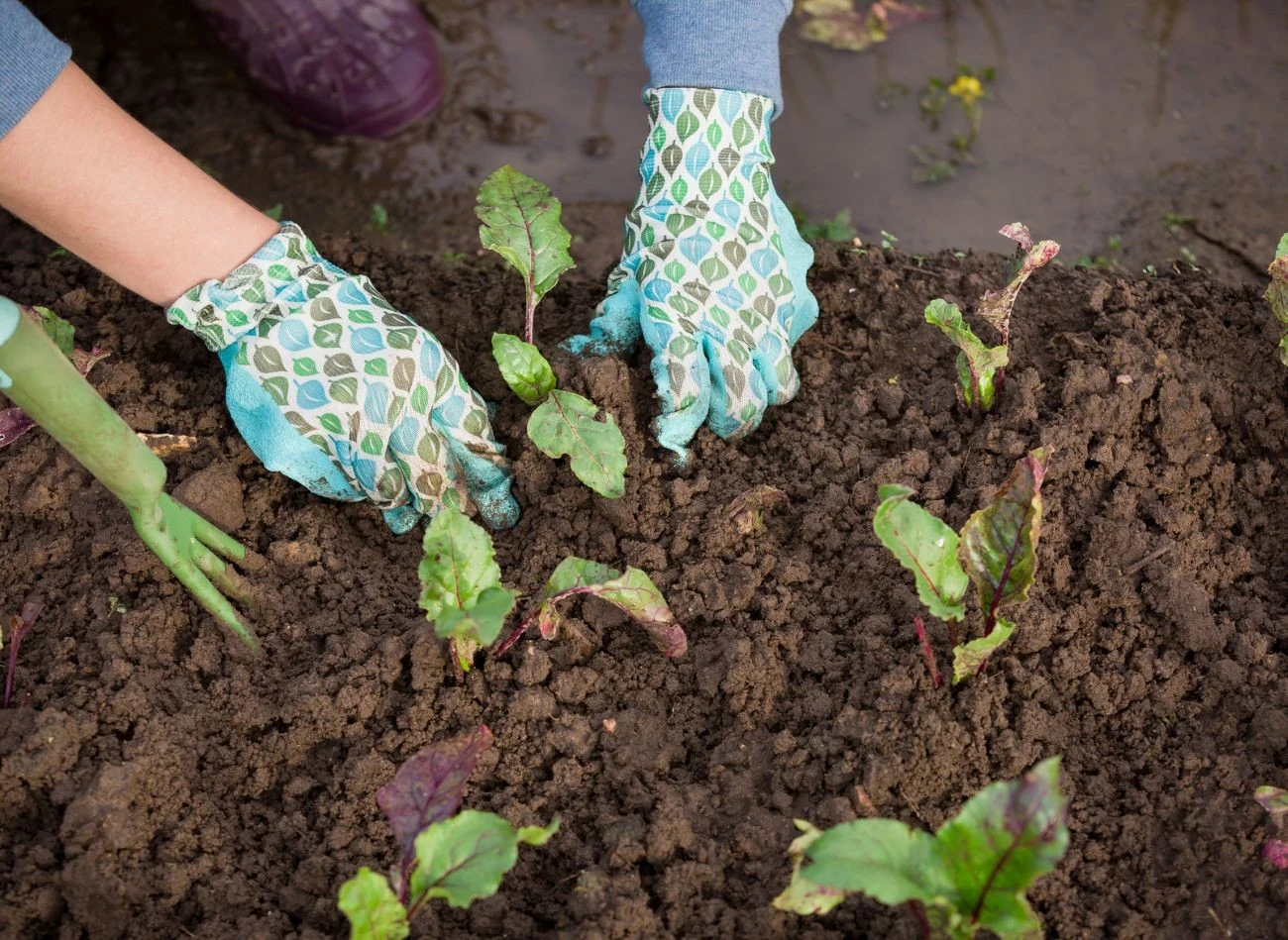 W odwrotnym ściółkowaniu materiał ochronny umieszcza się pod 2–5 cm warstwy luźnej gleby, tworząc swoisty podziemny magazyn wilgoci.