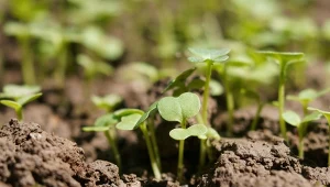 Wzbogaca glebę w azot, poprawia jej jakość i chroni przed chwastami. Wysiej we wrześniu jako poplon