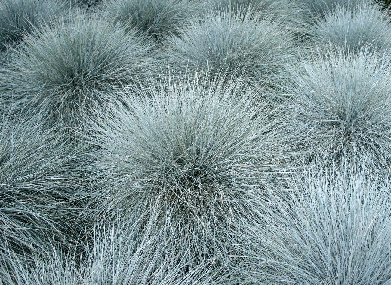 Dekoracyjne kępy kostrzewy sinej mogą tworzyć efektowny dywan