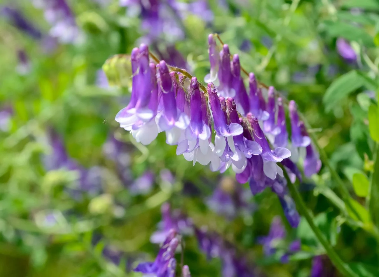 Wyka kosmata najlepiej rośnie na glebach o odczynie obojętnym lub lekko zasadowym.