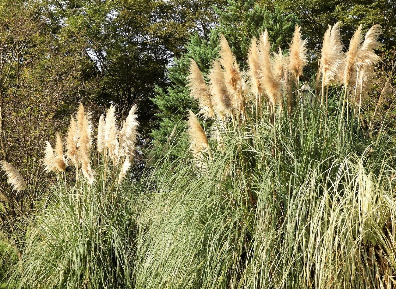 Miskant chiński może osiągać imponujące rozmiary – dorasta nawet do 2,5 m wysokości