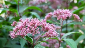 Jak uprawiać sadźce w ogrodzie?