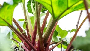 Rozmnażanie rabarbaru nie tylko zwiększa jego ilość, ale też go wzmacnia.