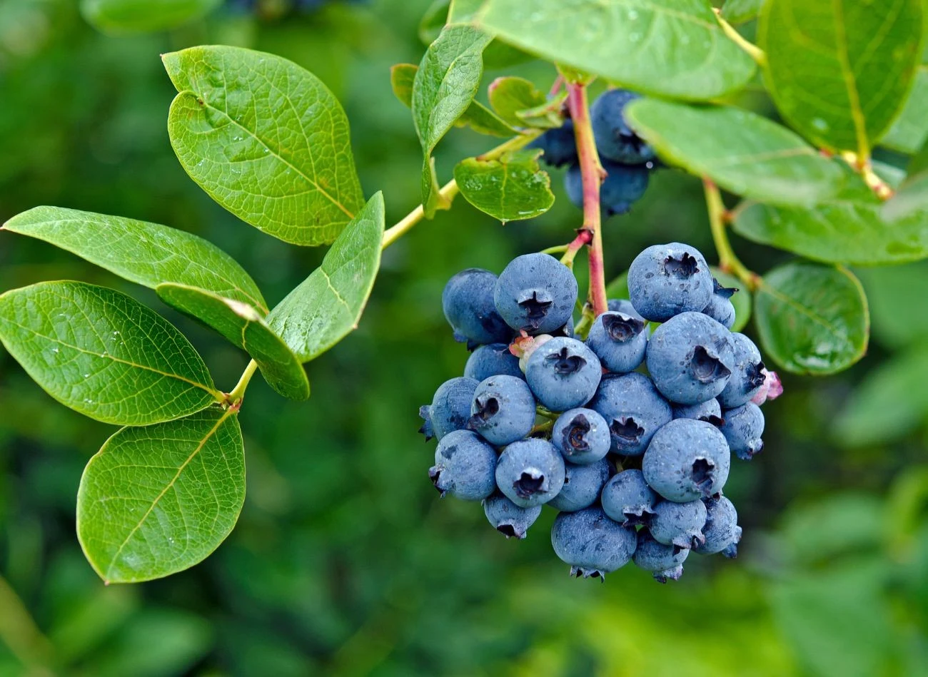 Zanim posadzisz borków w ogrodzie, sprawdź odmiany dostępne na rynku.