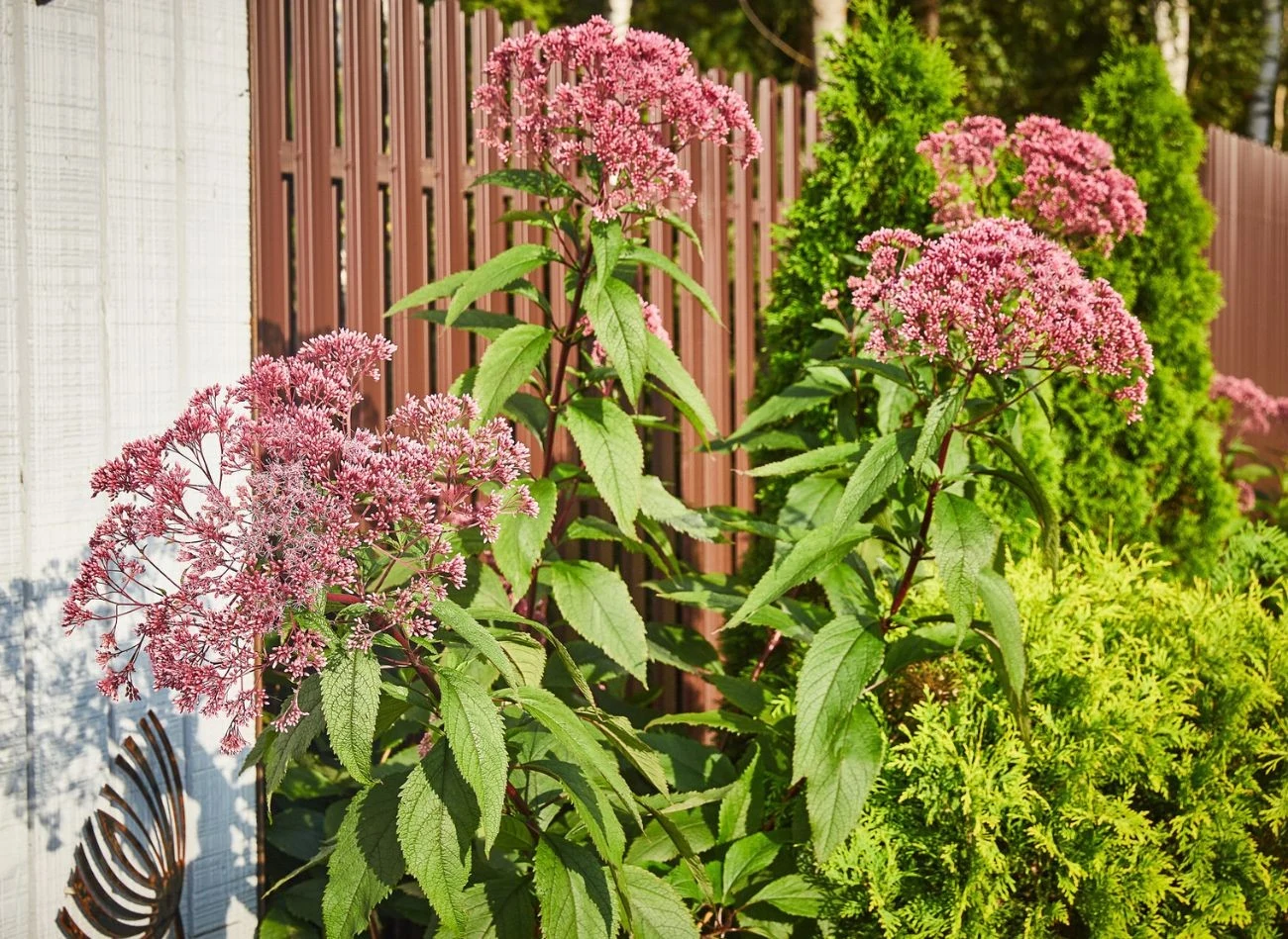 Rozłożyste kwiatostany sadźca wyglądem przypominają rozchodniki