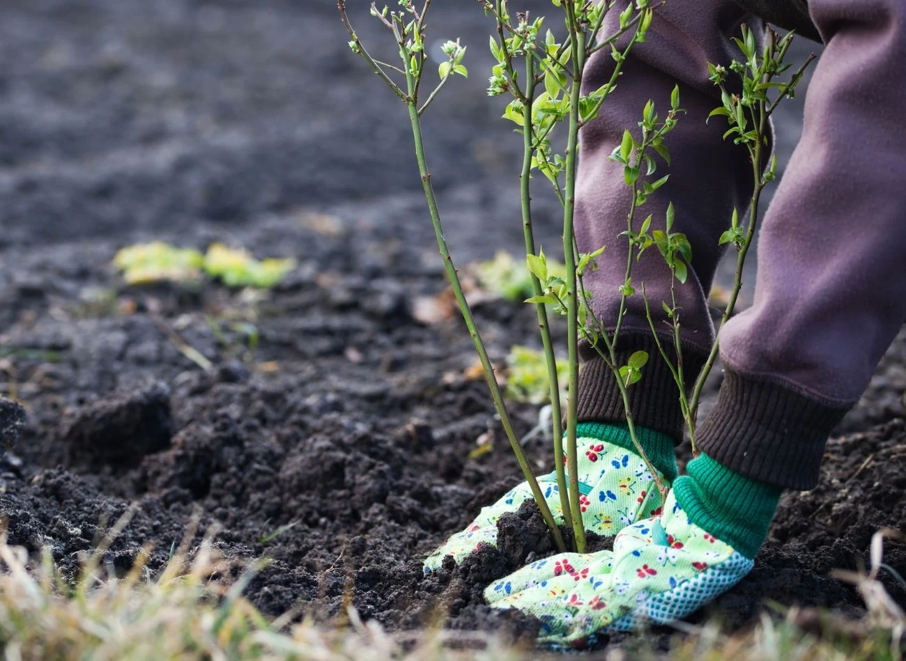 Borówka amerykańska wymaga kwaśnej gleby o pH 4,0–5,5. Jeśli twoja gleba ma wyższy odczyn, konieczne będzie jej zakwaszenie.