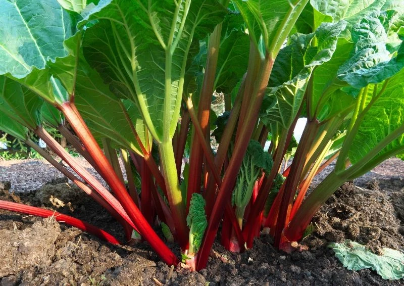 Rabarbar możesz samodzielnie rozmnożyć, będzie rósł bujnie i zdrowo.