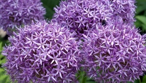 Kiedy i jak sadzić czosnek ozdobny? Na zdjęciu czosnek olbrzymi (Allium giganteum).