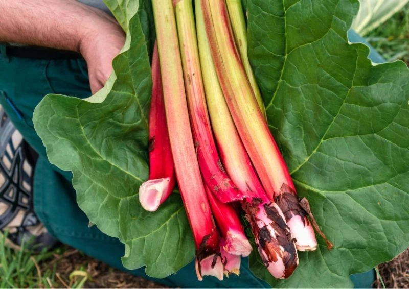 Po posadzeniu rabarbaru pamiętaj o jego podlewaniu i ściółkowaniu jesienią.