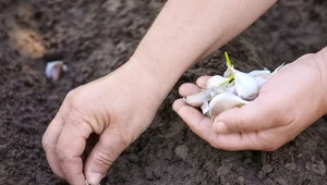 Jak sprawdzić odczyn gleby? Prawidłowe pH jest ważne dla rozwoju roślin