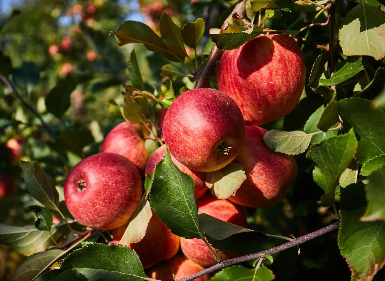 Nowe odmiany jabłoni przewaznie charakteryzują się bardziej artakcyjnym wyglądem owoców, w porównaniu do starszych odmian