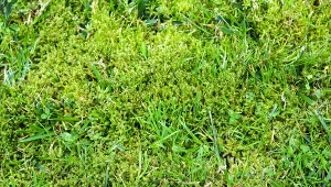 Mech odbiera trawie wodę, światło i pokarm, a poza tym negatywnie wpływa na walory estetyczne trawnika. Fot. Michael Piepgras/Canva Pro