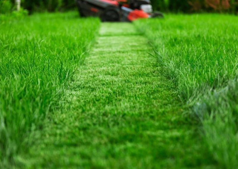 Koszenie trawnika jest kluczowe w zapobieganiu pojawiania się mchu.