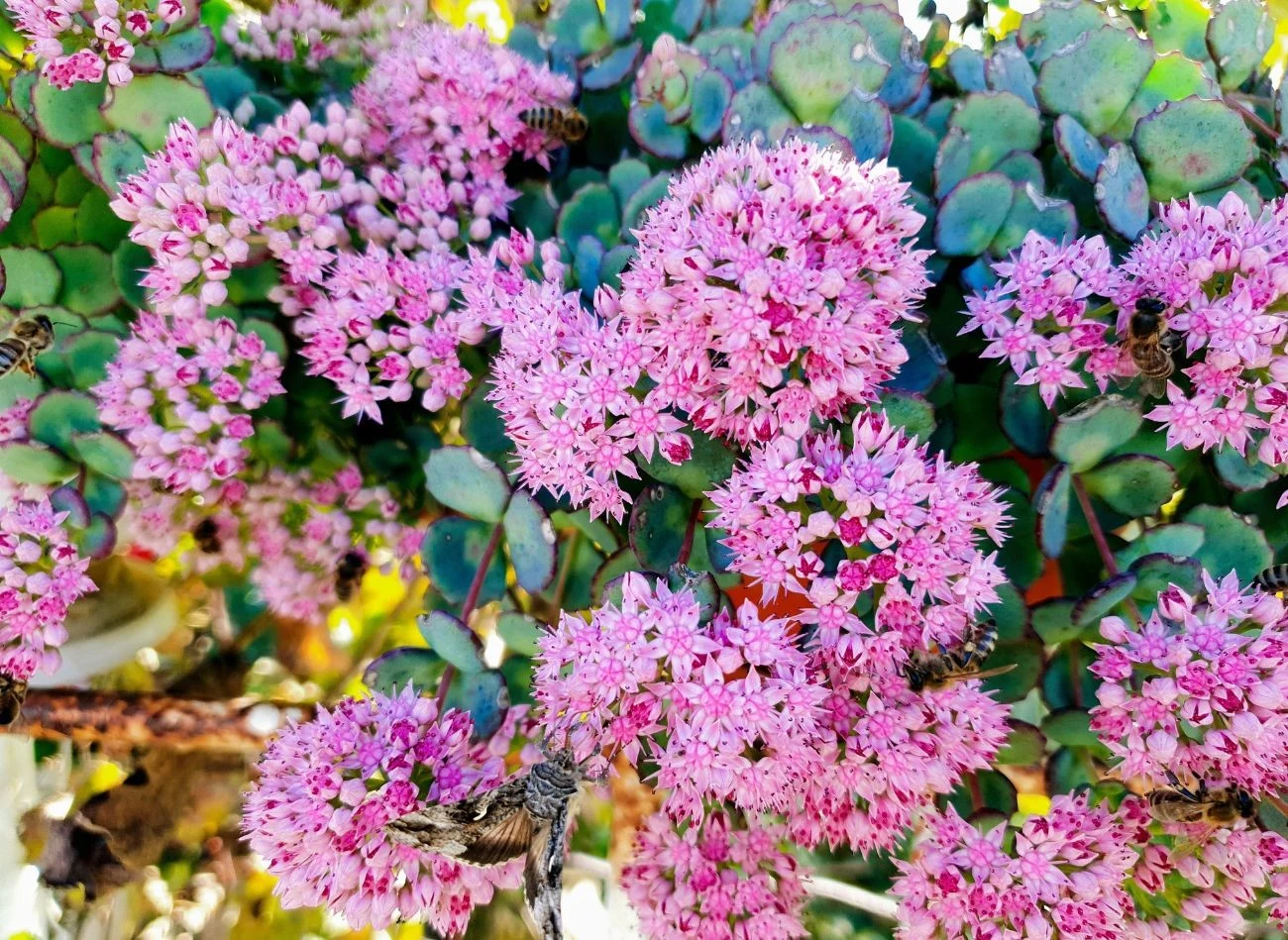 Rozchodnik Siebolda kwitnie do października, a jego owocostany zdobią ogród nawet zimą.