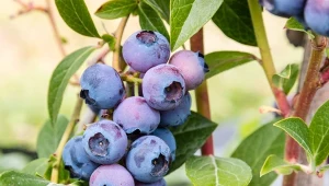 Jesienne opryski krzewów owocowych pomagają ograniczyć rozwój patogenów zimujących na liściach i pędach.