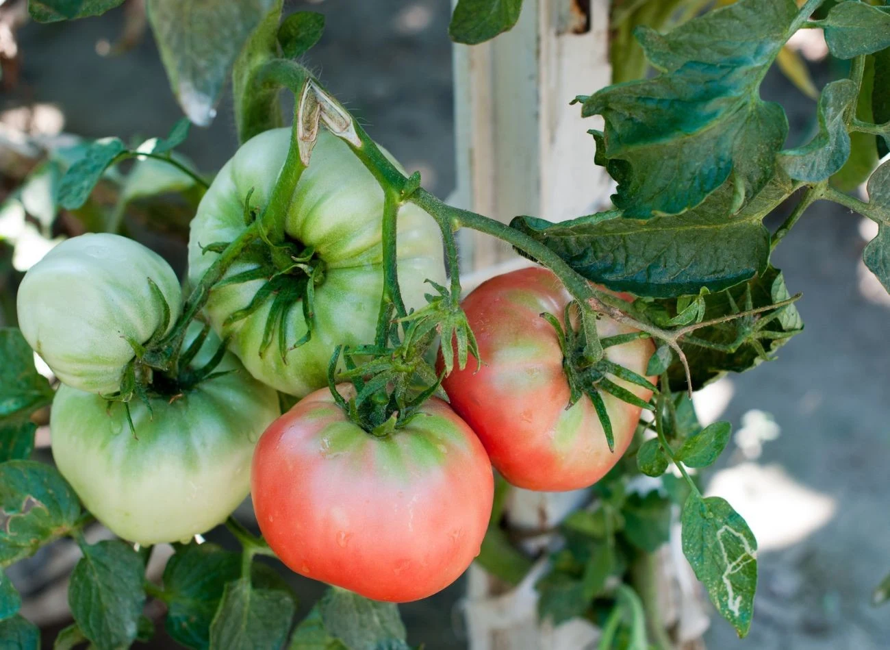 Nadmiar wody we wrześniu już jest niepotrzebny. Wilgoć sprzyja rozwojowi chorób grzybowych.