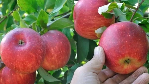 Jak przygotować jabłka do przechowywania przy pomocy gorącej wody?