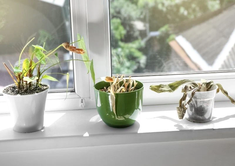 Gdy rośliny uschną, będzie za późno na podlewanie.