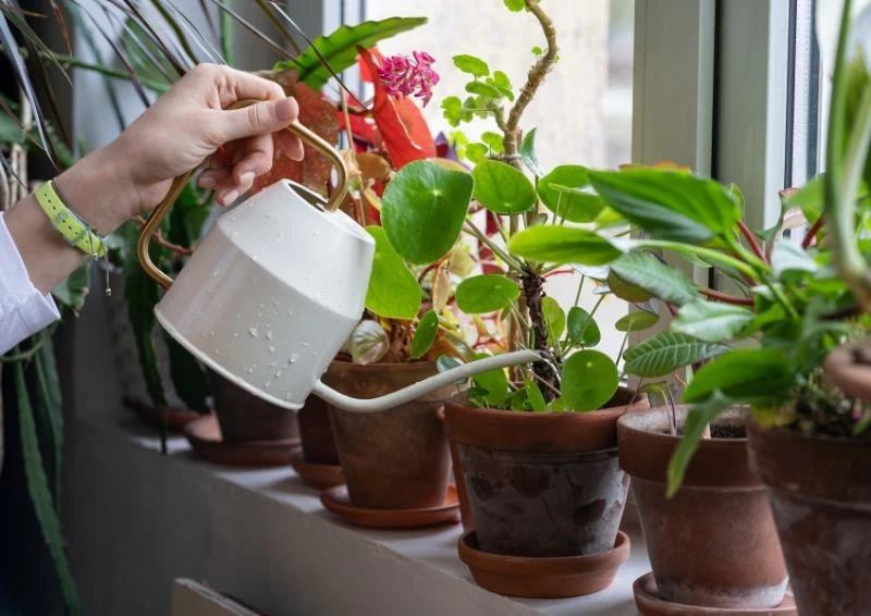 Przy samonawadniających się doniczkach możesz zapomnieć o regularnym podlewaniu.