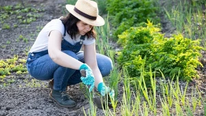 Ziemia liściowa jest doskonałym materiałem do ściółkowania rabat i grządek warzywnych.