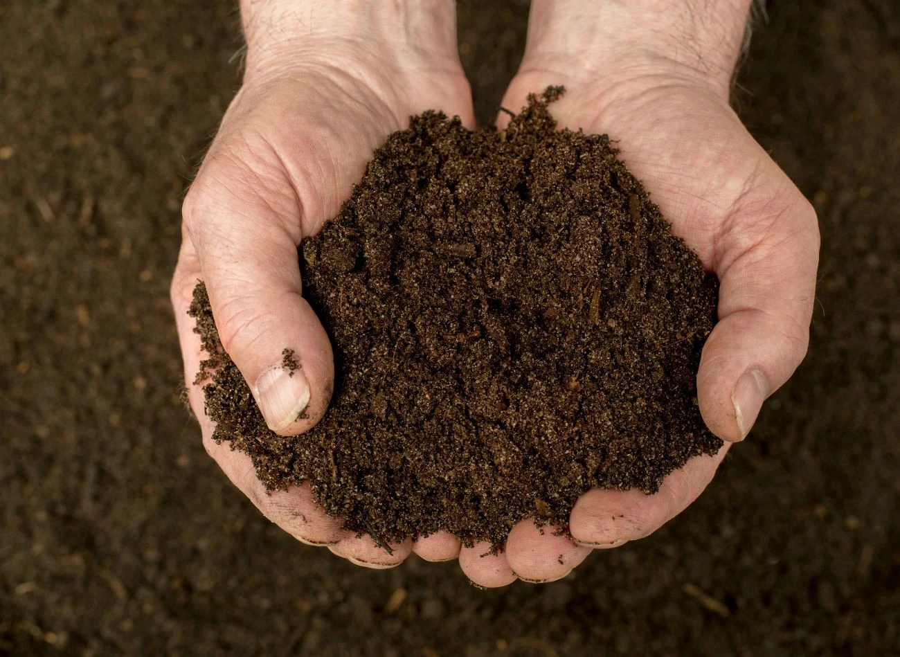 Gotowa ziemia liściowa jest ciemna i ma lekką, mocno napowietrzoną strukturę