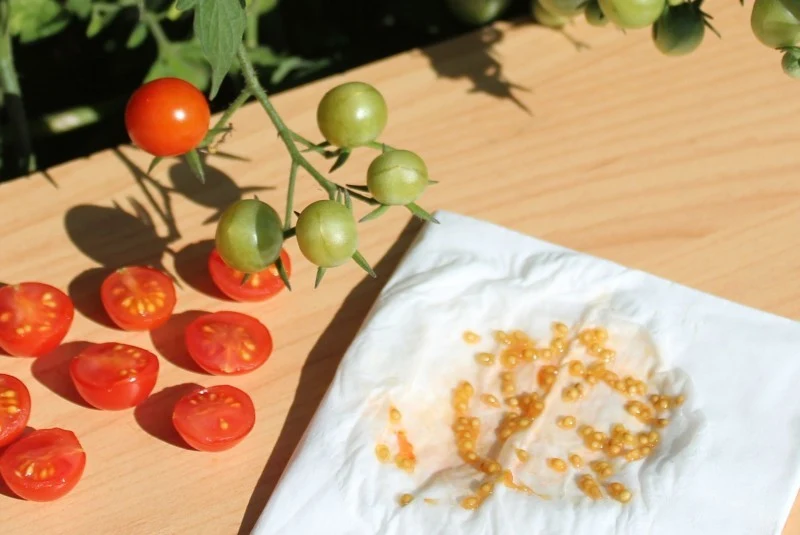 Pobrane i wysuszone nasiona podpisz, żeby wiedzieć, jaką odmianę wysiewasz.