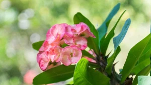 Kwitnie długo i obficie. Nie straszne mu słońce, susza i jałowa gleba