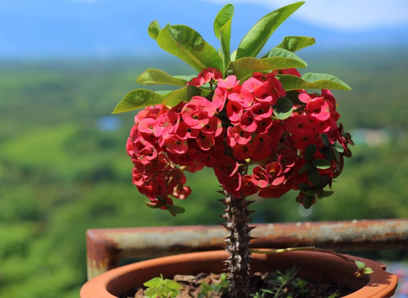 Z uwagi na słabą mrozoodporność, wilczomlecz jest najczęściej uprawiany jako roślina doniczkowa.