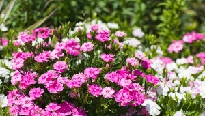 Goździk jest byliną, która potrafi zagłuszyć chwasty. Fot. chiropoko/Canva Pro