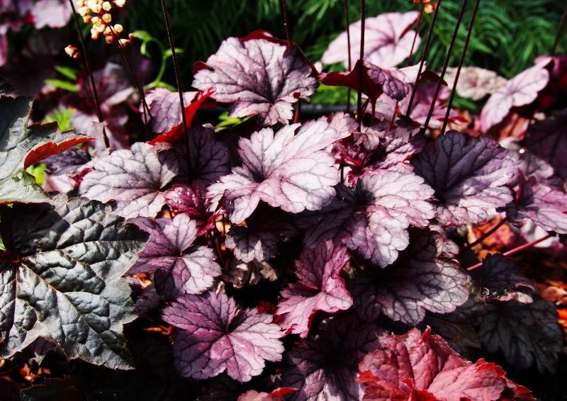 Liście żurawki są czasem niemal czarne.