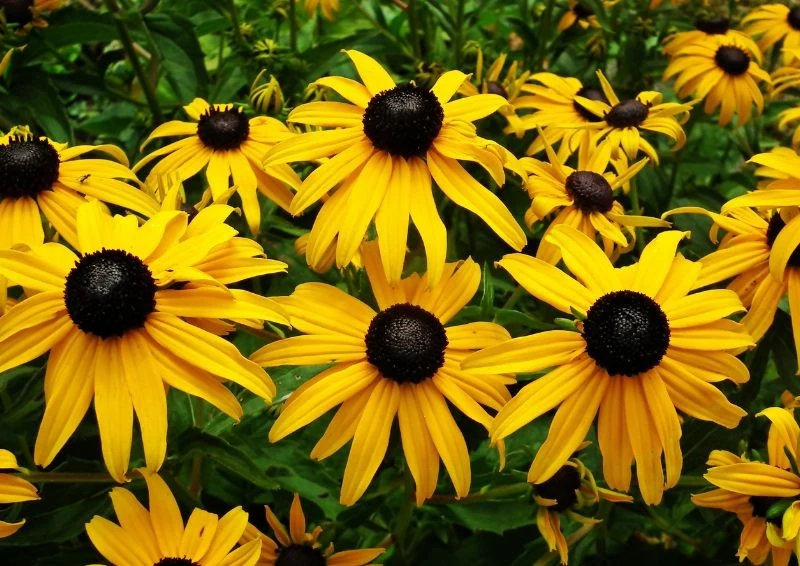 Żółta rudbekia cudnie ozdobi każdy ogród i zagłuszy chwasty.